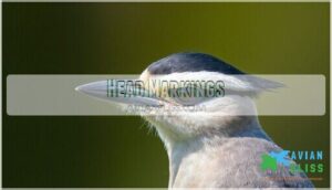 head markings head markings