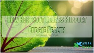 how beetroot leaves support budgie health