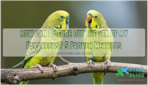 how can i figure out the sex of my parakeets