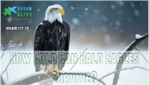 how cold can bald eagles survive