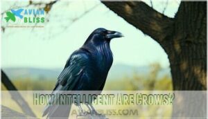 how intelligent are crows