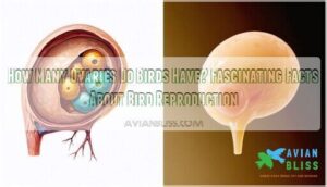 how many ovaries do birds have