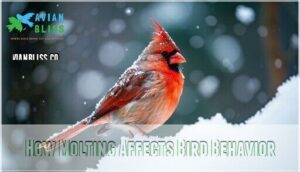 how molting affects bird behavior