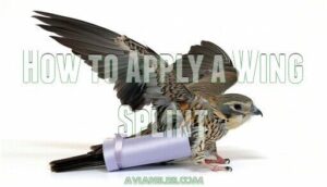how to apply a wing splint