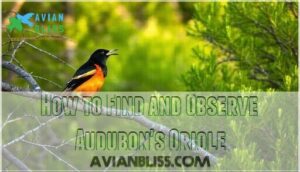 how to find and observe audubon's oriole