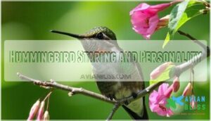 hummingbird staring and personality