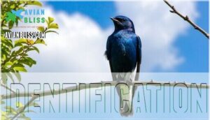 identification identification