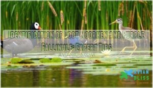 identification of coot moorhen and purple gallinule