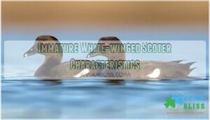 immature white-winged scoter characteristics