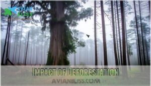 impact of deforestation