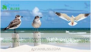 juvenile and immature plumage changes juvenile and immature plumage changes