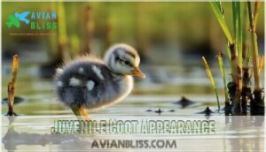 juvenile coot appearance