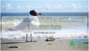 laughing gull laughing gull