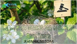 legal protections for mourning dove nests legal protections for mourning dove nests
