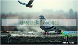 lifespan & predation