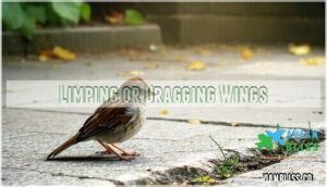 limping or dragging wings limping or dragging wings