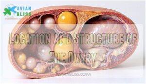 location and structure of the ovary