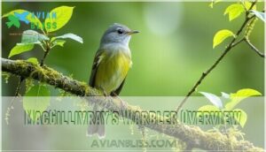 macgillivray's warbler overview