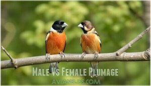 male vs female plumage