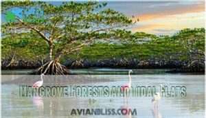 mangrove forests and tidal flats