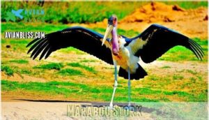 marabou stork