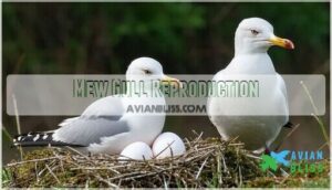 mew gull reproduction mew gull reproduction