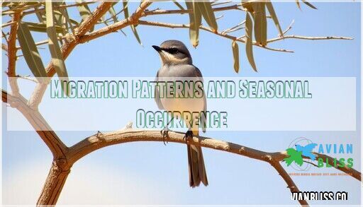 say-s-phoebe-desert-flycatcher-facts-habitat-behavior-guide