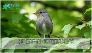 molting in juvenile birds