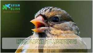 mycoplasma gallisepticum