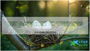 nest abandonment by parent birds nest abandonment by parent birds