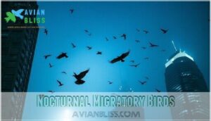 nocturnal migratory birds