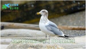 nonbreeding adult appearance
