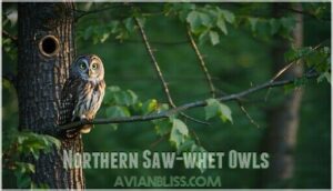 northern saw-whet owls