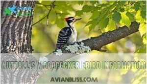 nuttall's woodpecker ebird information