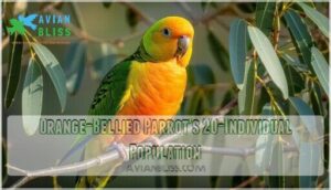 orange-bellied parrot's 20-individual population orange-bellied parrot's 20-individual population