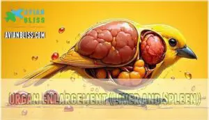 organ enlargement (liver and spleen)