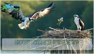 osprey breeding and nesting