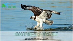 osprey hunting behavior