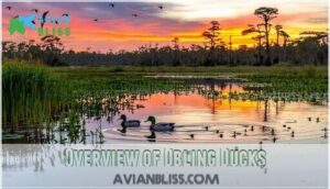 overview of dbling ducks