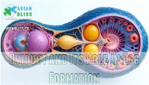 oviduct and its role in egg formation