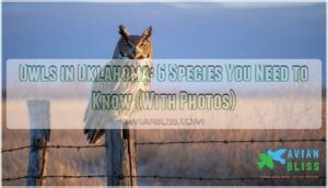 owls in oklahoma