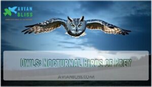 owls: nocturnal birds of prey