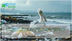 pelican conservation and threats