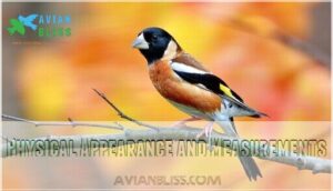 physical appearance and measurements