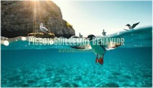 pigeon guillemot behavior