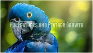 pin feathers and feather growth