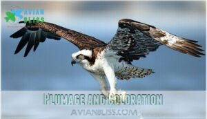 plumage and coloration