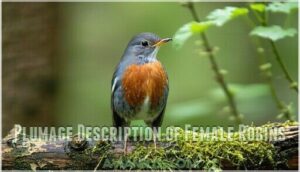 plumage description of female robins