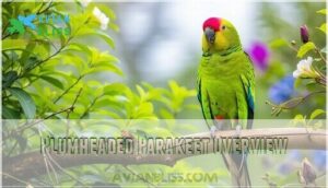 plumheaded parakeet overview plumheaded parakeet overview