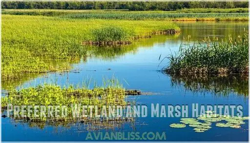 Black Tern: Complete Guide to This Amazing Wetland Bird (2025)